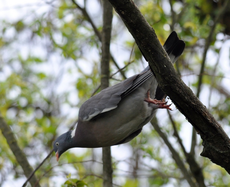 Avifauna humor